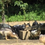 Visite à la ferme d\'Eslous