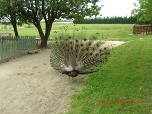 Visite à la ferme