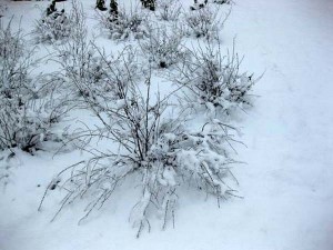 Neige aux Senioriales de Villegly