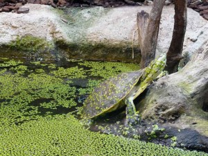 Visite de la serre Amazonienne