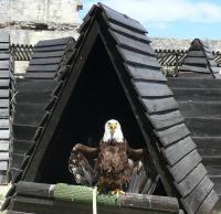 les-aigles-de-beaucaire-1-chaput