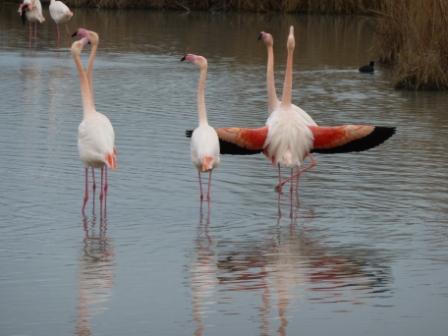 Visite du Parc Ornithologique du Pont de Gau