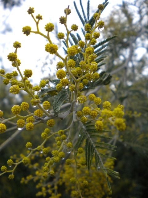 Fleurs et fruits