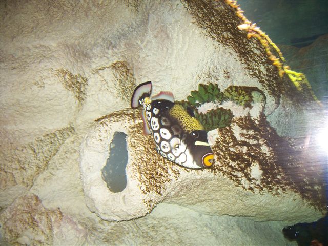 L’aquarium Mare Nostrum de Montpellier - Au cœur de la vie marine