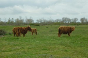 vache Highland