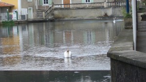 Le Lac des Cygnes