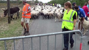 Dominant les moutons voici un des ânes...