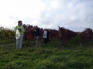 Des feuilles oui, mais des vignes de St Laurent,, c'est dans l'esprit du Beaujolais. 