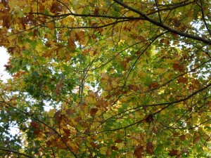 couleurs d' automne