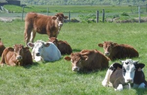 les vaches sont surprises de nous voir....