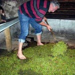 Fête des vendanges