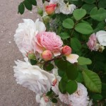 Sortie au jardin de la bouchière