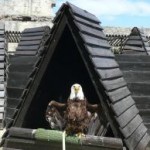 Les aigles de Beaucaire