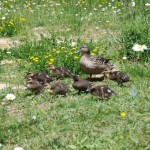 Des canards HEUREUX !