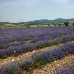 Sur la route de la Lavande