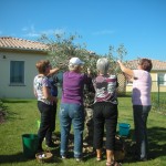 Oléiculture St Privadenne