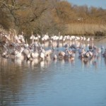 Visite du Parc Ornithologique du Pont de Gau