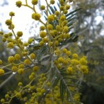 Fleurs et fruits