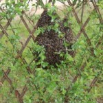 Les Sénioriales de Lombez producteur  de miel.