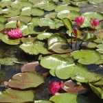 JOURNEE PLEINE DE COULEURS … sur les pas de Monet et Signac …