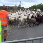 Sur la route de la transhumance