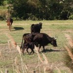 balade en Camargue avec Charleval