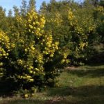 La vie en jaune à La Celle… sur la route du mimosa