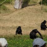 LA PLANETE DES SINGES