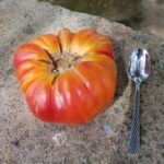 Voici une tomate type de notre potager!!!
