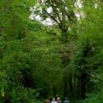 Petite randonnée en Forêt  5 Km à ST Etienne de Villeréal (47)